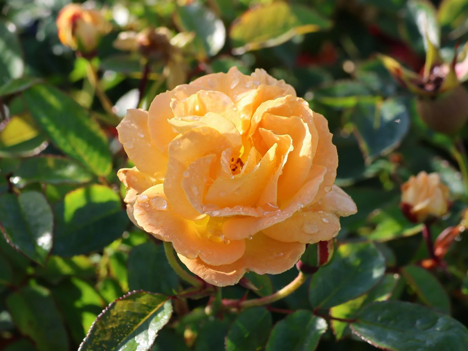 Beetrose 'Timeless' ® 1 Beetrose 'Timeless' ®