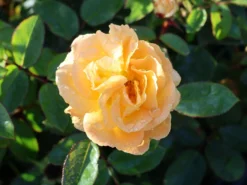 Beetrose 'Timeless' ® 8 Beetrose 'Timeless' ® -Deutschland Garten Funk Verkaufs-Shop beetrose timeless m066326 w 1