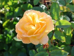 Beetrose 'Timeless' ® 9 Beetrose 'Timeless' ® -Deutschland Garten Funk Verkaufs-Shop beetrose timeless m066326 w 2