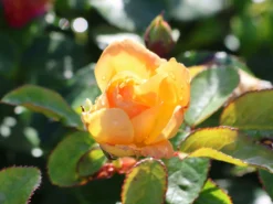 Beetrose 'Timeless' ® 7 Beetrose 'Timeless' ® -Deutschland Garten Funk Verkaufs-Shop beetrose timeless m066326 w 3