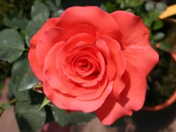 Beetrose 'Träumerei' ®