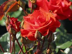 Beetrose 'Westpoint' ®