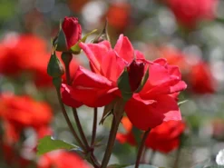 Beetrose 'Westpoint' ® -Deutschland Garten Funk Verkaufs-Shop beetrose westpoint m073337 w 1