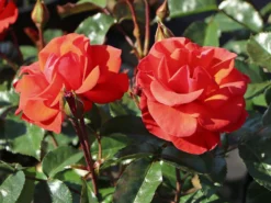 Beetrose 'Westpoint' ® -Deutschland Garten Funk Verkaufs-Shop beetrose westpoint m073337 w 10