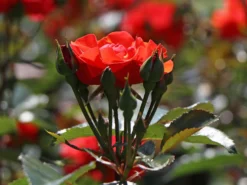 Beetrose 'Westpoint' ® -Deutschland Garten Funk Verkaufs-Shop beetrose westpoint m073337 w 2