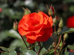 Beetrose 'Westpoint' ® -Deutschland Garten Funk Verkaufs-Shop beetrose westpoint m073337 w 3