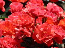 Beetrose 'Westpoint' ® -Deutschland Garten Funk Verkaufs-Shop beetrose westpoint m073337 w 5