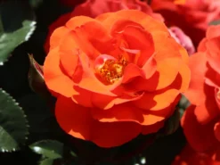 Beetrose 'Westpoint' ® -Deutschland Garten Funk Verkaufs-Shop beetrose westpoint m073337 w 6