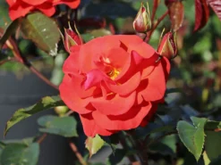 Beetrose 'Westpoint' ® -Deutschland Garten Funk Verkaufs-Shop beetrose westpoint m073337 w 8