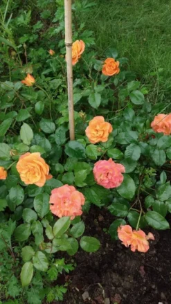 Beetrose 'Westzeit' ® -Deutschland Garten Funk Verkaufs-Shop beetrose westzeit m051370 1332499 0