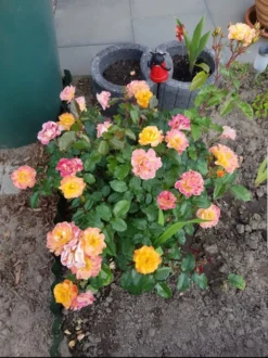 Beetrose 'Westzeit' ® -Deutschland Garten Funk Verkaufs-Shop beetrose westzeit m051370 193676 0