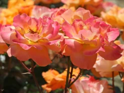 Beetrose 'Westzeit' ®