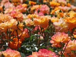 Beetrose 'Westzeit' ® -Deutschland Garten Funk Verkaufs-Shop beetrose westzeit m051370 w 0