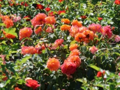 Beetrose 'Westzeit' ® -Deutschland Garten Funk Verkaufs-Shop beetrose westzeit m051370 w 10