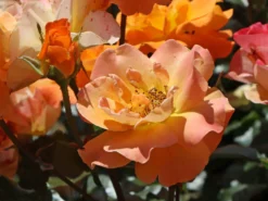 Beetrose 'Westzeit' ® -Deutschland Garten Funk Verkaufs-Shop beetrose westzeit m051370 w 2