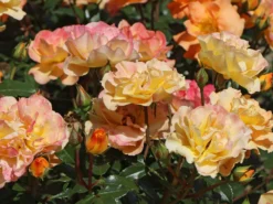 Beetrose 'Westzeit' ® -Deutschland Garten Funk Verkaufs-Shop beetrose westzeit m051370 w 3