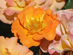 Beetrose 'Westzeit' ® -Deutschland Garten Funk Verkaufs-Shop beetrose westzeit m051370 w 4