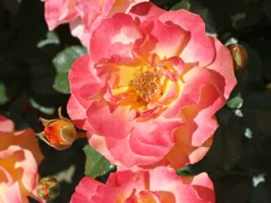 Beetrose 'Westzeit' ® -Deutschland Garten Funk Verkaufs-Shop beetrose westzeit m051370 w 5