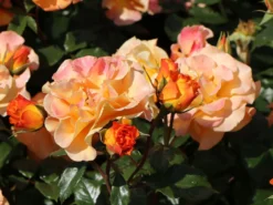 Beetrose 'Westzeit' ® -Deutschland Garten Funk Verkaufs-Shop beetrose westzeit m051370 w 6