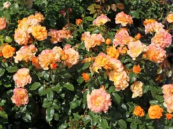 Beetrose 'Westzeit' ® -Deutschland Garten Funk Verkaufs-Shop beetrose westzeit m051370 w 7