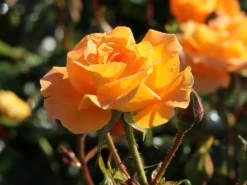 Beetrose 'Westzeit' ® -Deutschland Garten Funk Verkaufs-Shop beetrose westzeit m051370 w 8