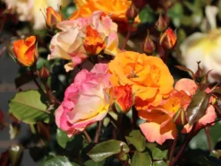 Beetrose 'Westzeit' ® -Deutschland Garten Funk Verkaufs-Shop beetrose westzeit m051370 w 9