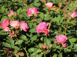 Beetrose 'Xenia' ® -Deutschland Garten Funk Verkaufs-Shop beetrose xenia m114304 w 1