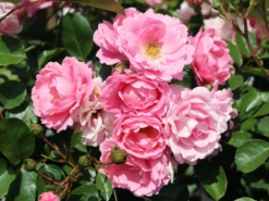 Beetrose 'Sommerwind' ® -Deutschland Garten Funk Verkaufs-Shop beetrosebodendeckerrose sommerwind m004454 w 0