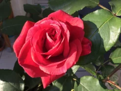 Beetrose / Edelrose 'Duftwolke' ® -Deutschland Garten Funk Verkaufs-Shop beetroseedelrose duftwolke m005652 1010586 0