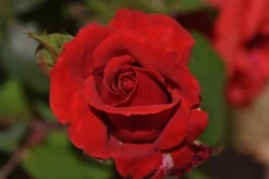 Beetrose / Edelrose 'Duftwolke' ® -Deutschland Garten Funk Verkaufs-Shop beetroseedelrose duftwolke m005652 674958 0