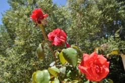 Beetrose / Edelrose 'Duftwolke' ® -Deutschland Garten Funk Verkaufs-Shop beetroseedelrose duftwolke m005652 674958 1