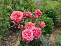 Beetrose / Edelrose 'Duftwolke' ® -Deutschland Garten Funk Verkaufs-Shop beetroseedelrose duftwolke m005652 892945 0