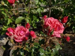 Beetrose / Edelrose 'Duftwolke' ® -Deutschland Garten Funk Verkaufs-Shop beetroseedelrose duftwolke m005652 892945 1