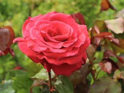 Beetrose / Edelrose 'Duftwolke' ®