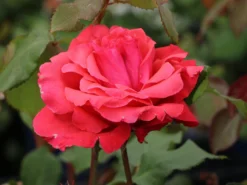 Beetrose / Edelrose 'Duftwolke' ® -Deutschland Garten Funk Verkaufs-Shop beetroseedelrose duftwolke m005652 w 1