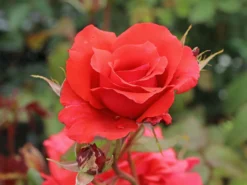 Beetrose / Edelrose 'Duftwolke' ® -Deutschland Garten Funk Verkaufs-Shop beetroseedelrose duftwolke m005652 w 2