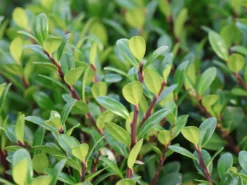 Berg-Ilex 'Robustico' ® -Deutschland Garten Funk Verkaufs-Shop berg ilex robustico m123347 w 2