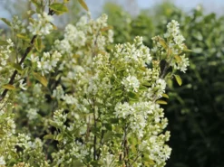 Besen-Felsenbirne -Deutschland Garten Funk Verkaufs-Shop besen felsenbirne m068317 w 0