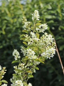 Besen-Felsenbirne -Deutschland Garten Funk Verkaufs-Shop besen felsenbirne m068317 w 1