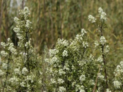 Besen-Felsenbirne -Deutschland Garten Funk Verkaufs-Shop besen felsenbirne m068317 w 3