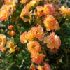 Bodendecker-Rose 'Bienenweide ® Fruity'