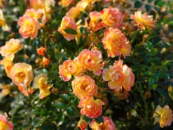 Bodendecker-Rose 'Bienenweide ® Fruity'