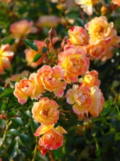 Bodendecker-Rose 'Bienenweide ® Fruity' 9 Bodendecker-Rose 'Bienenweide ® Fruity' -Deutschland Garten Funk Verkaufs-Shop bienenweide rose fruity m113614 w 0