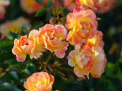 Bodendecker-Rose 'Bienenweide ® Fruity' 12 Bodendecker-Rose 'Bienenweide ® Fruity' -Deutschland Garten Funk Verkaufs-Shop bienenweide rose fruity m113614 w 1