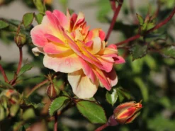 Bodendecker-Rose 'Bienenweide ® Fruity' 11 Bodendecker-Rose 'Bienenweide ® Fruity' -Deutschland Garten Funk Verkaufs-Shop bienenweide rose fruity m113614 w 3