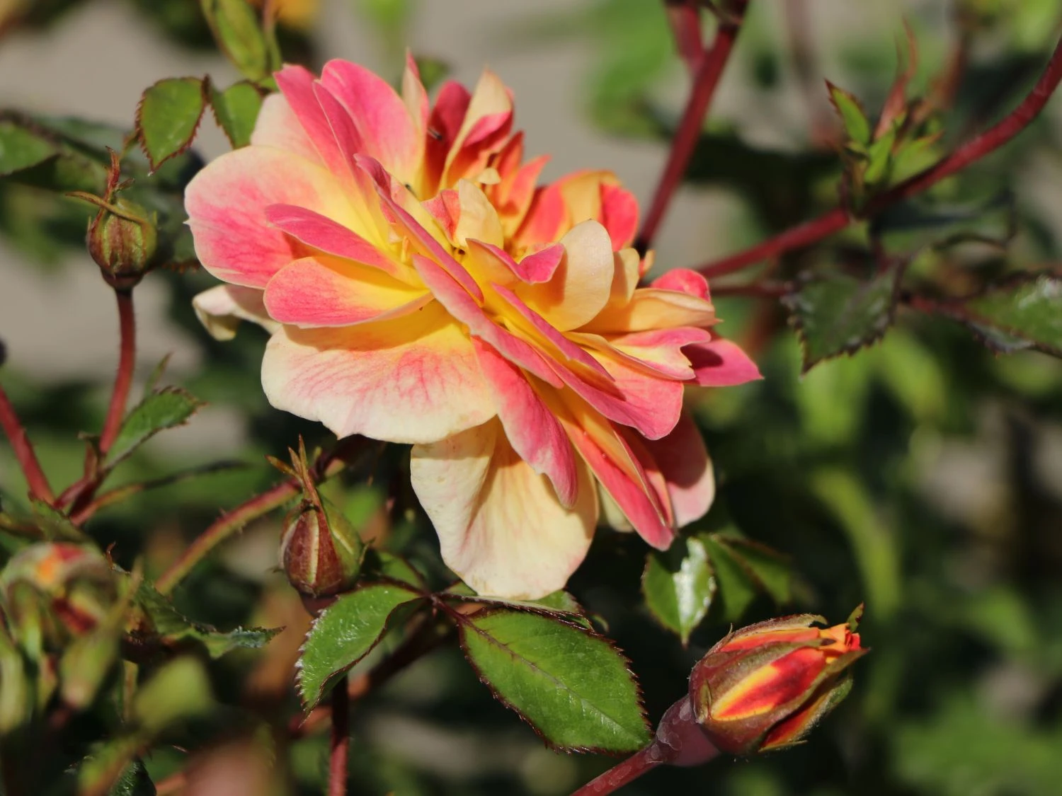 Bodendecker-Rose 'Bienenweide ® Fruity' 5 Bodendecker-Rose 'Bienenweide ® Fruity' – Bild 5
