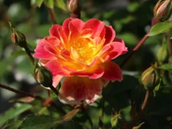 Bodendecker-Rose 'Bienenweide ® Fruity' 10 Bodendecker-Rose 'Bienenweide ® Fruity' -Deutschland Garten Funk Verkaufs-Shop bienenweide rose fruity m113614 w 4