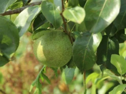 Birne 'Champagner Bratbirne'