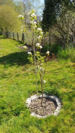 Birne 'Conference' -Deutschland Garten Funk Verkaufs-Shop birne conference m006624 193676 0