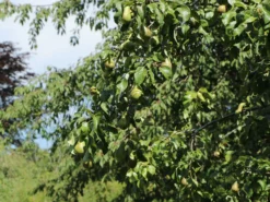 Birne 'Conference' -Deutschland Garten Funk Verkaufs-Shop birne conference m006624 w 0